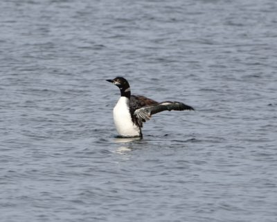 Common Loon