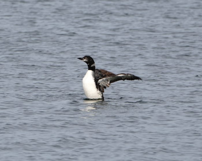 Common Loon