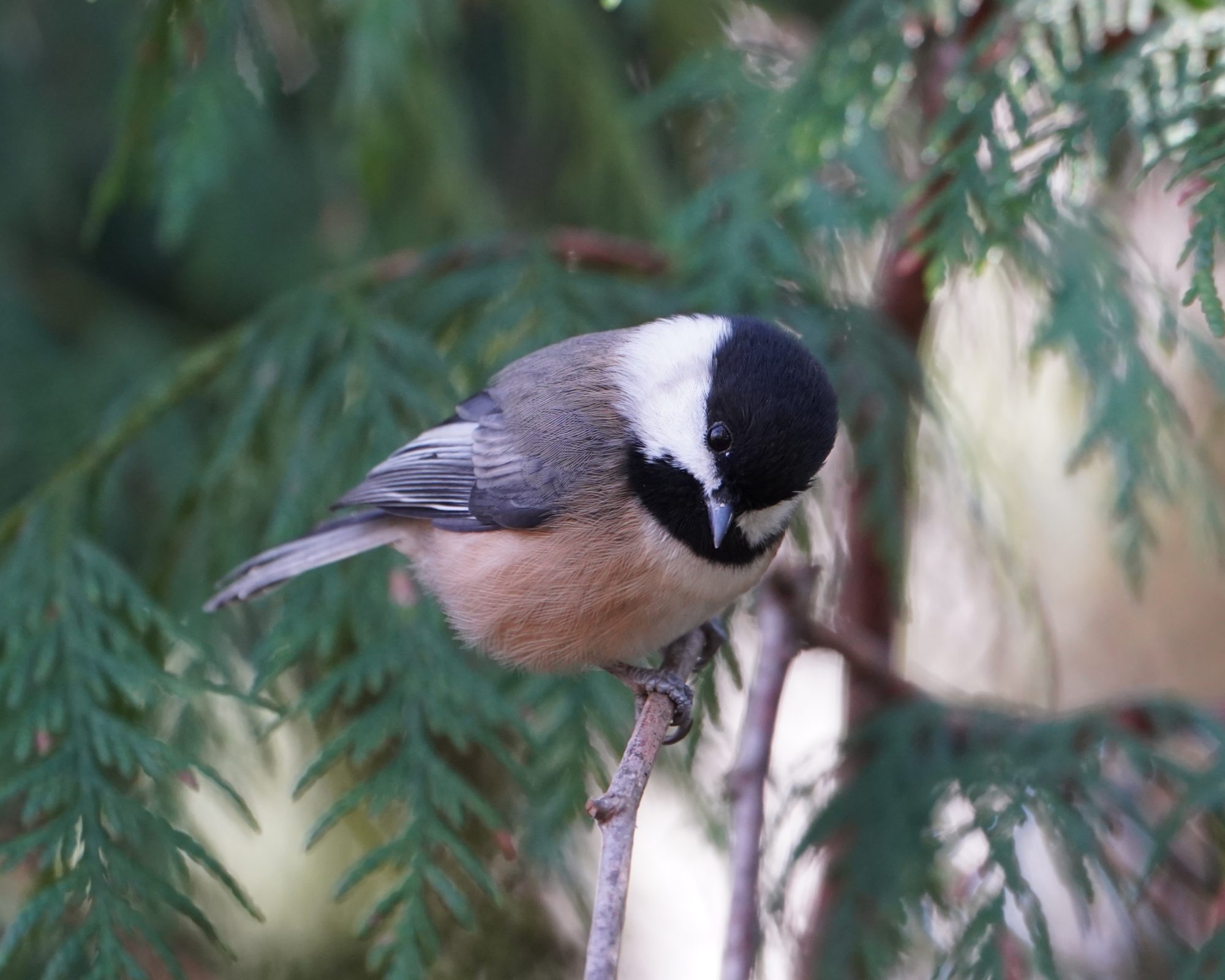 Black-capped Chickadee