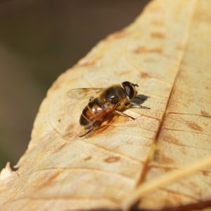 Hoverfly on a leaf