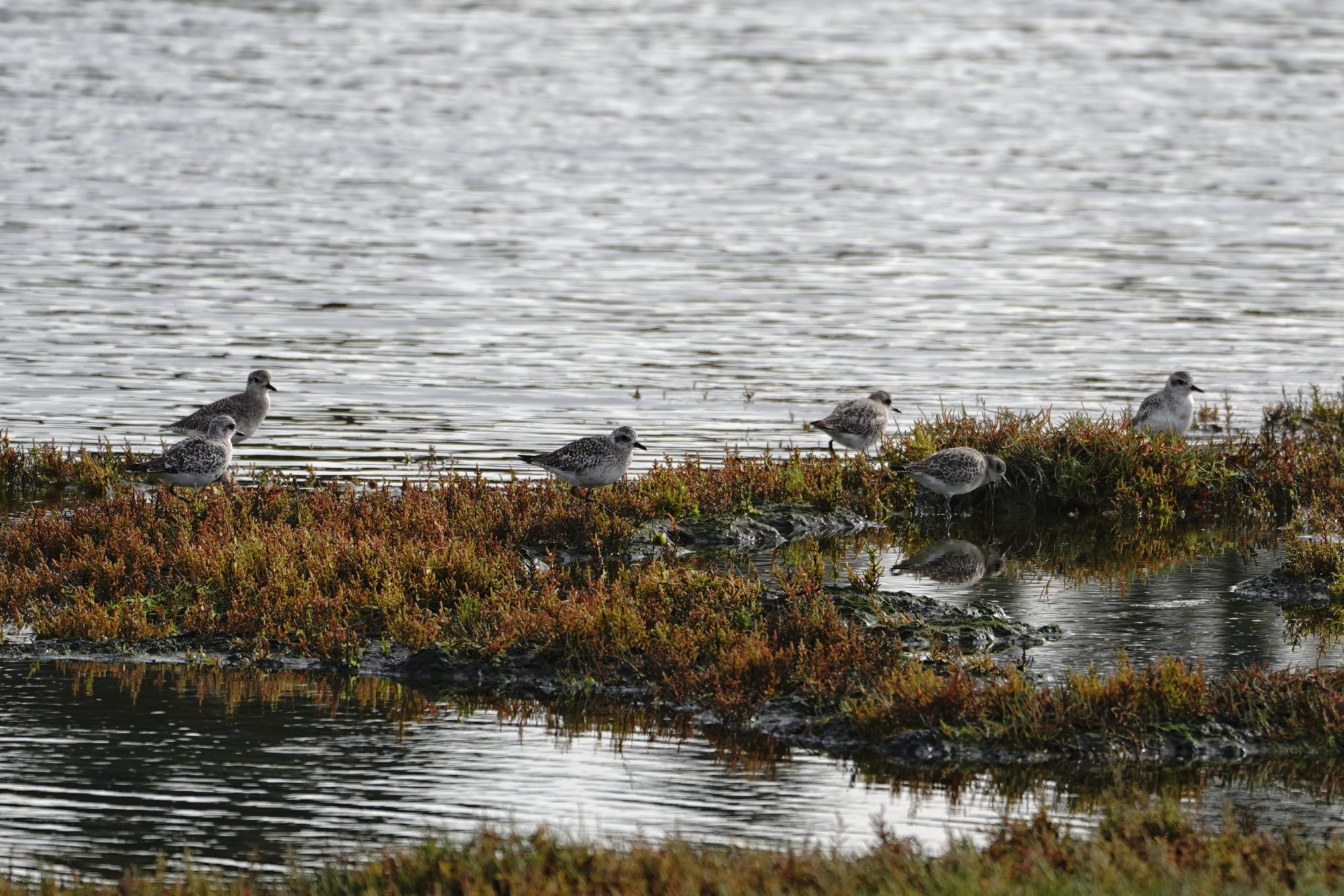 Black-bellied Plovers