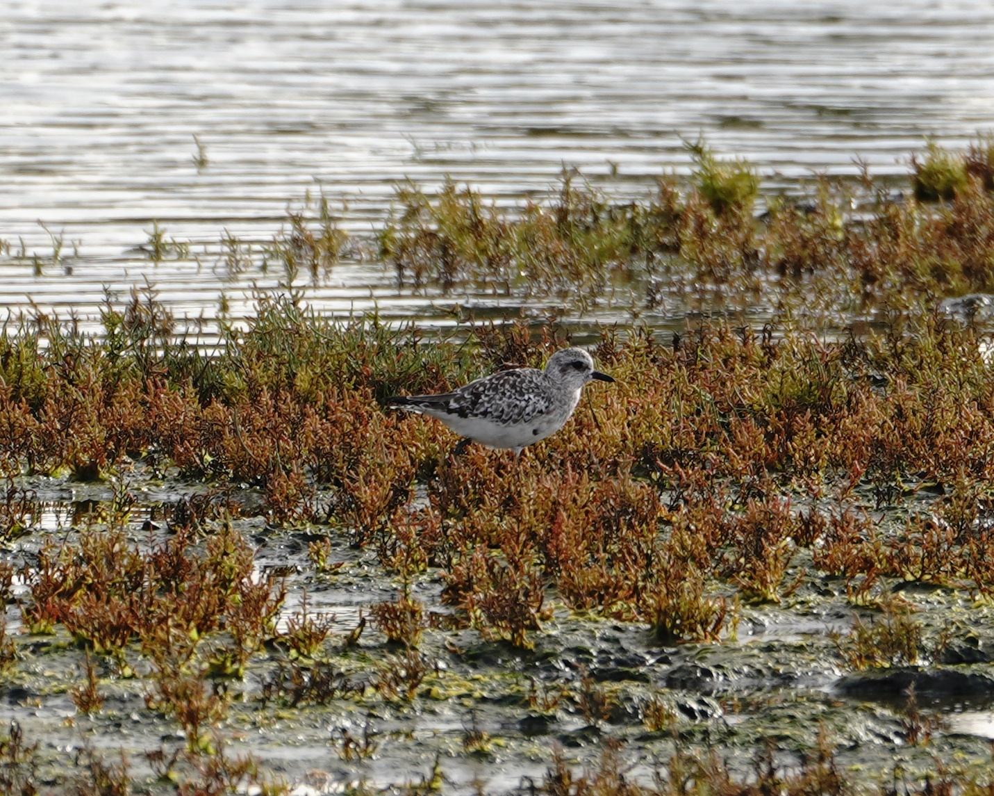 Black-bellied Plover