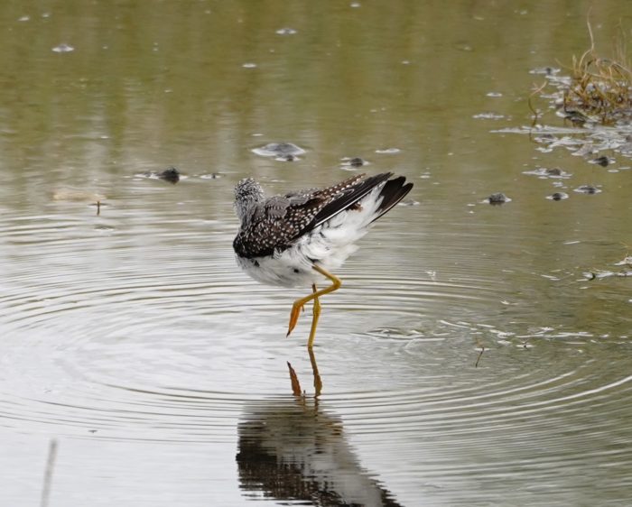 Greater Yellowlegs