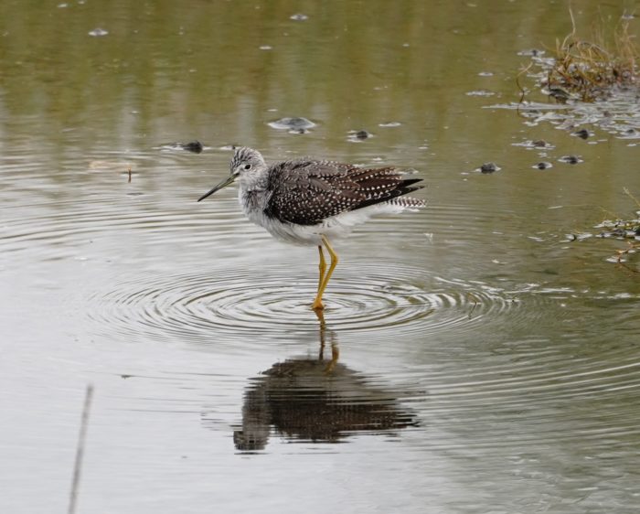 Greater Yellowlegs