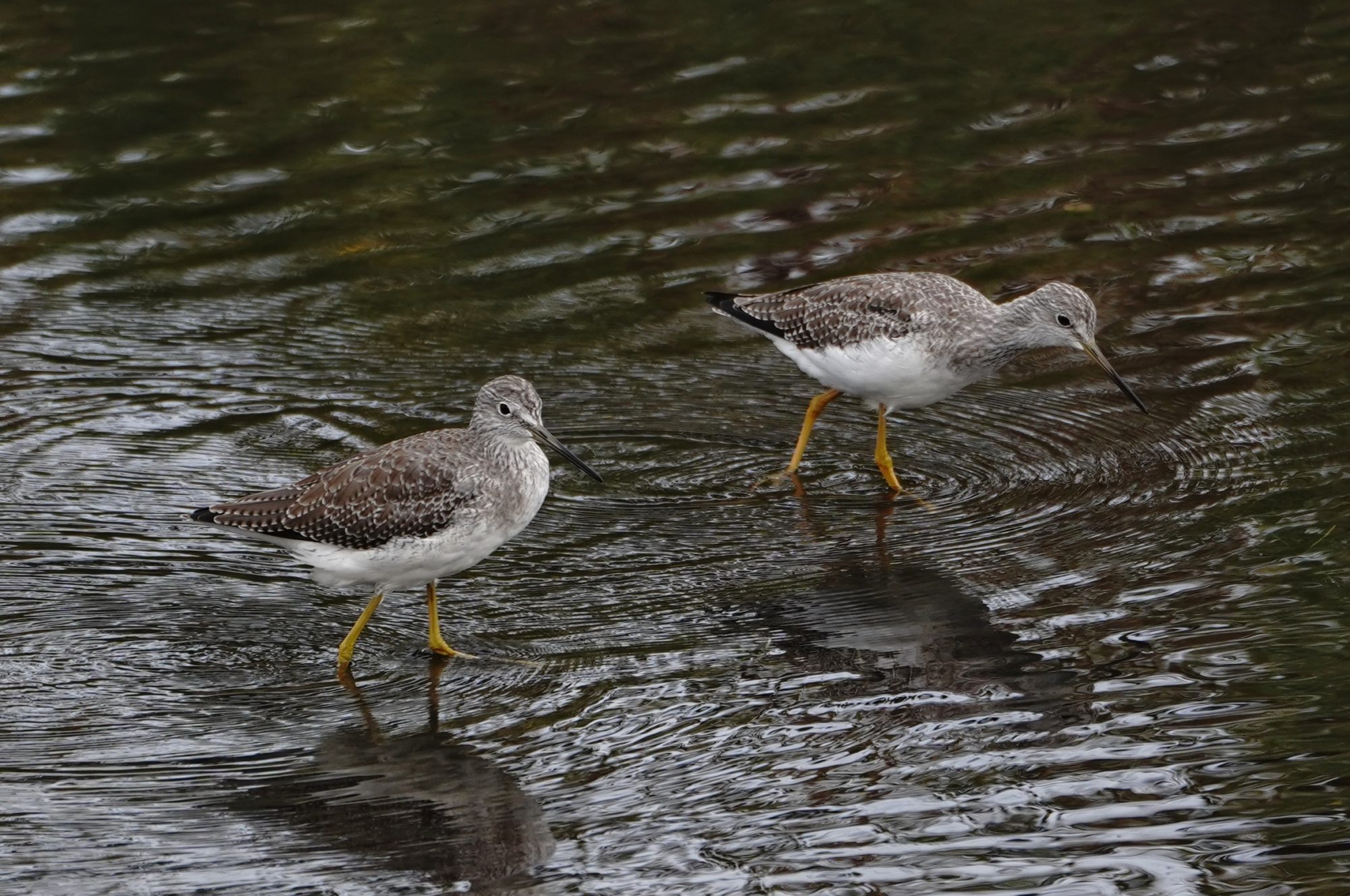 Greater Yellowlegs