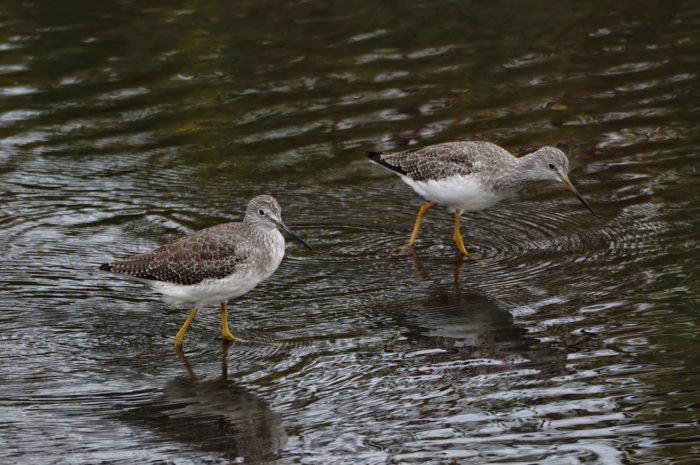 Greater Yellowlegs