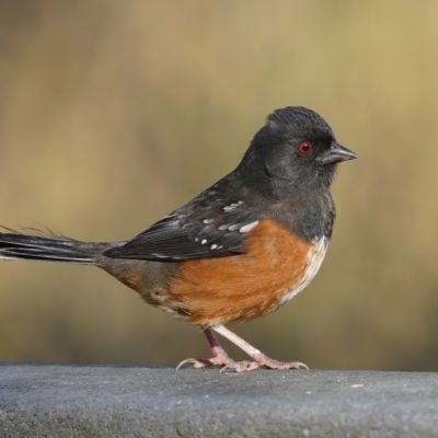 Spotted Towhee