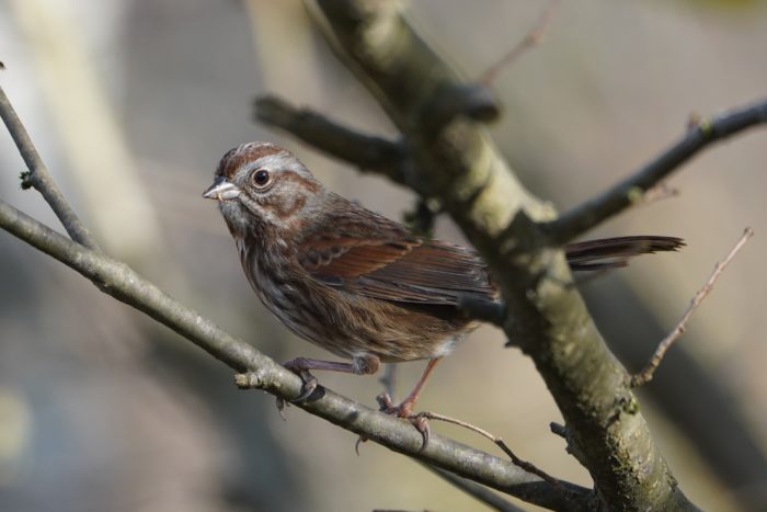 Song Sparrow