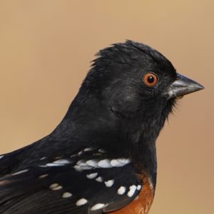 Spotted Towhee closeup