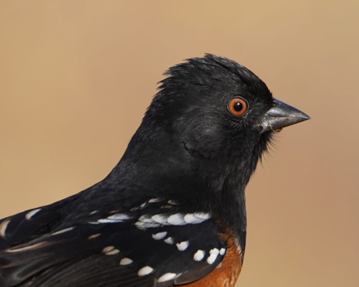 Spotted Towhee closeup