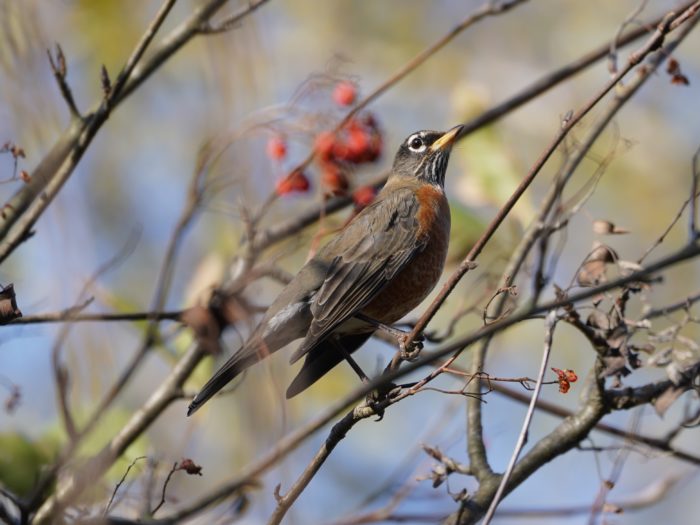 American Robin