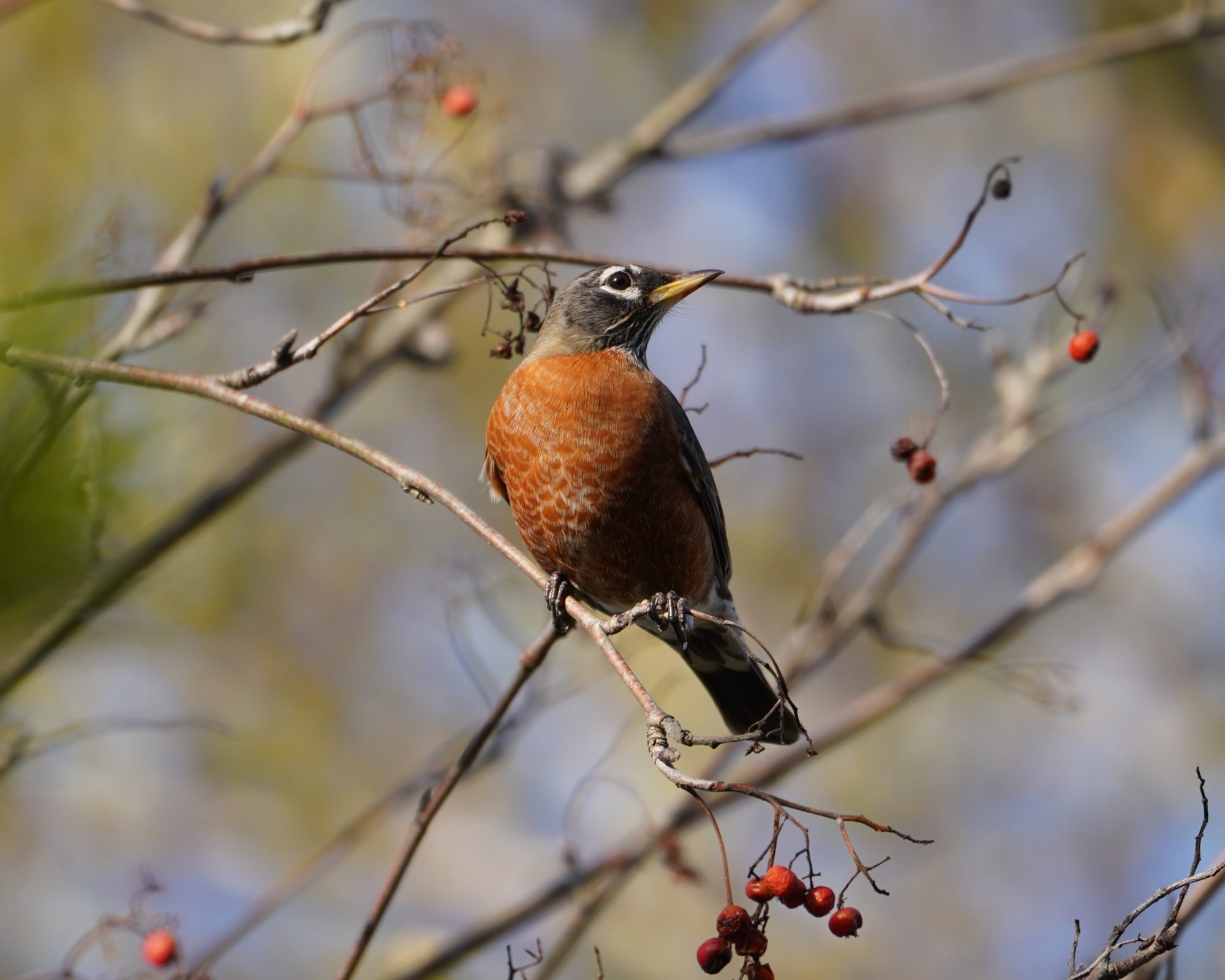 American Robin