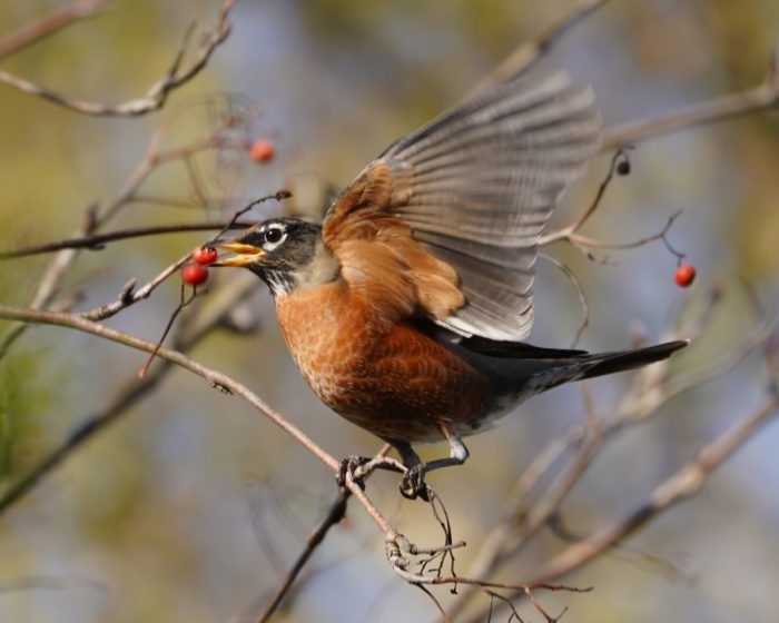 American Robin