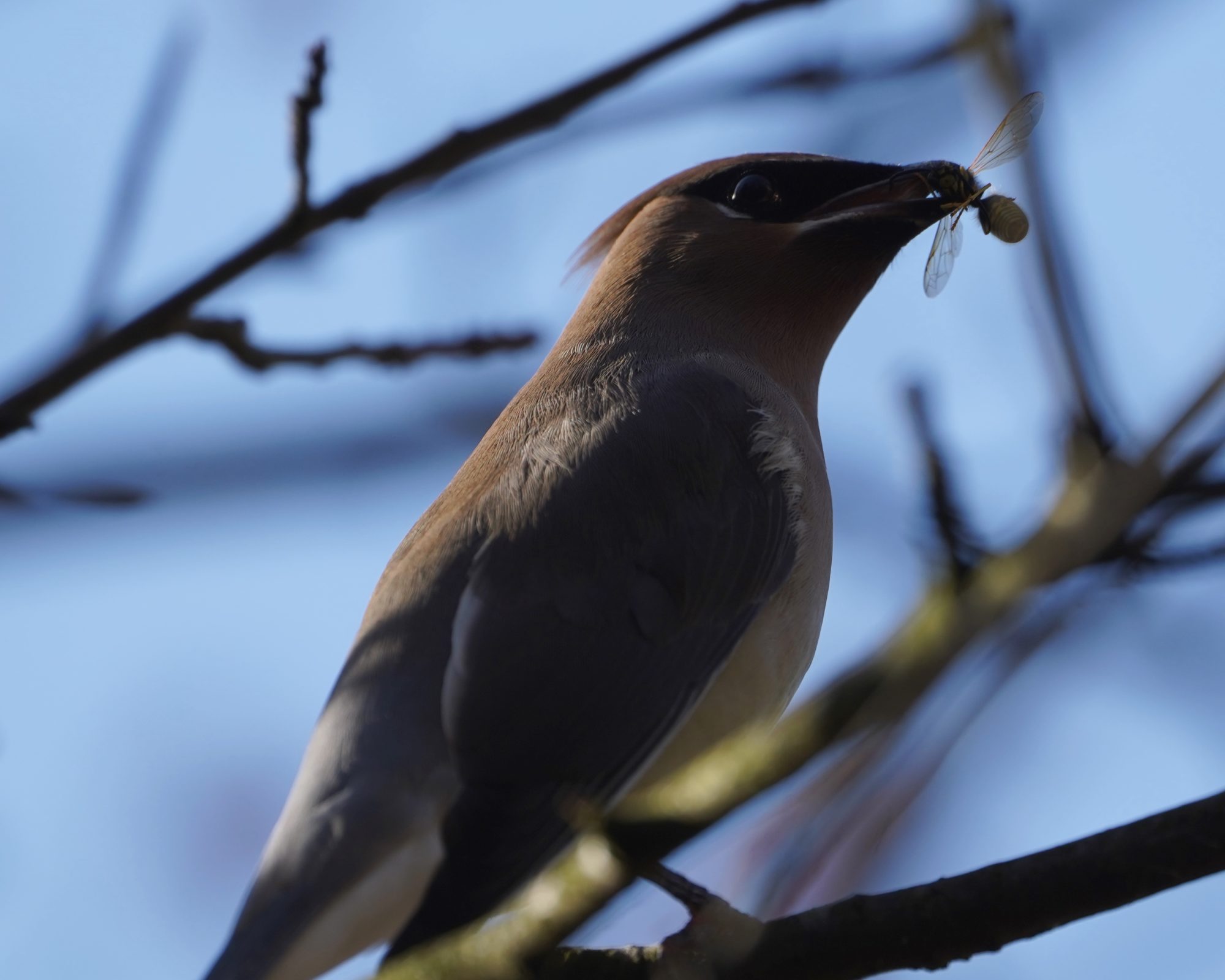 Cedar Waxwing