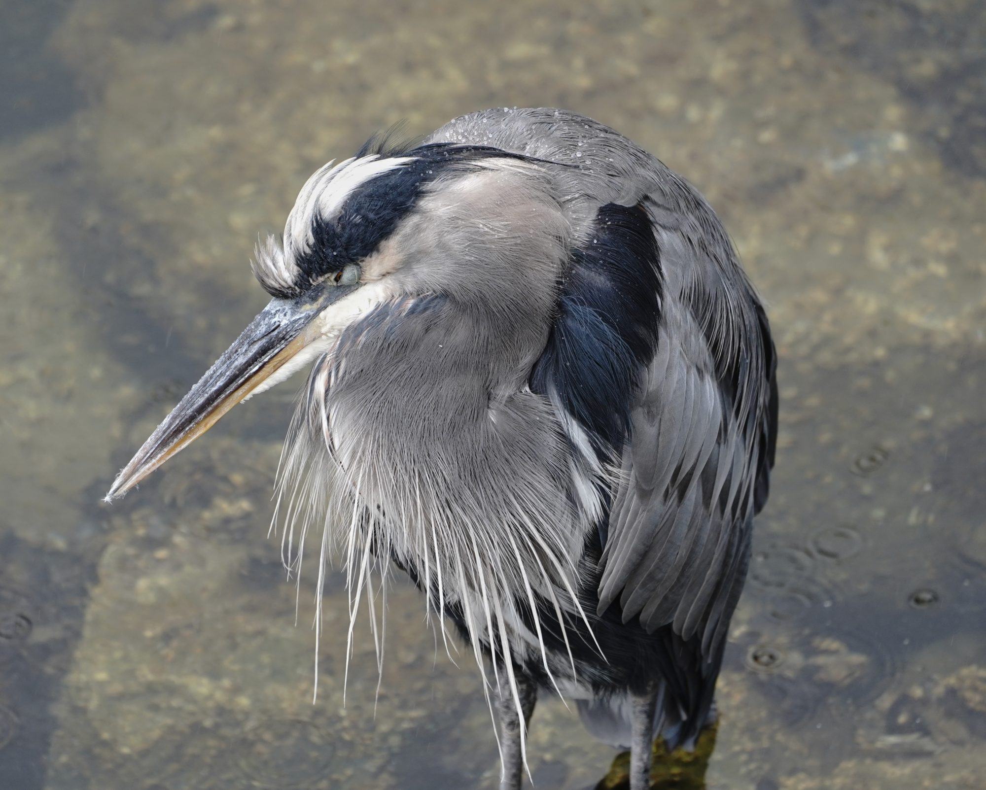 Great Blue Heron
