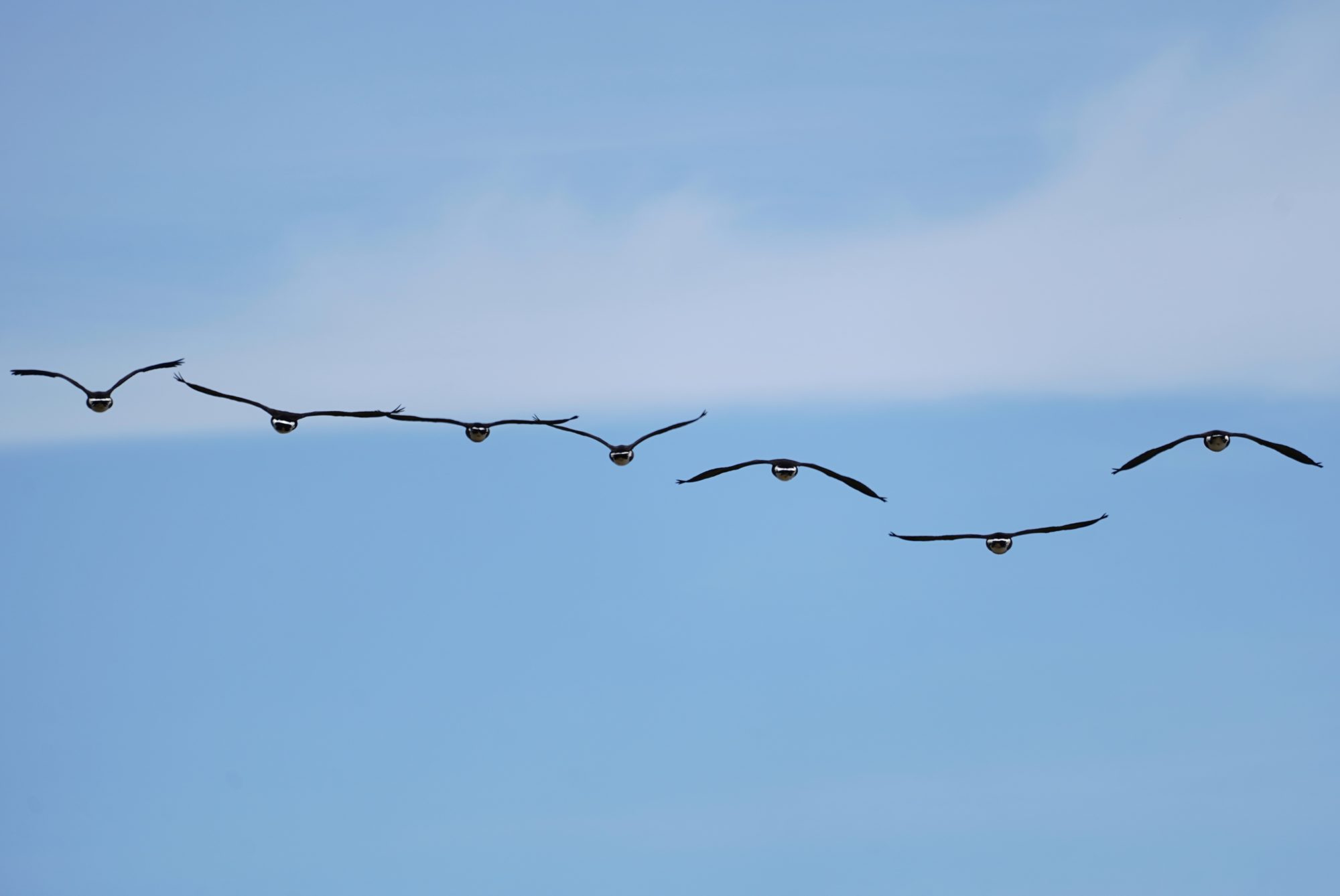 Canada Geese in flight