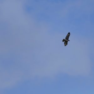 Red-tailed Hawk