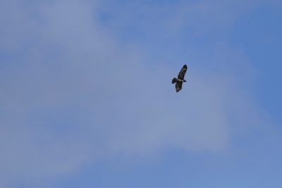 Red-tailed Hawk