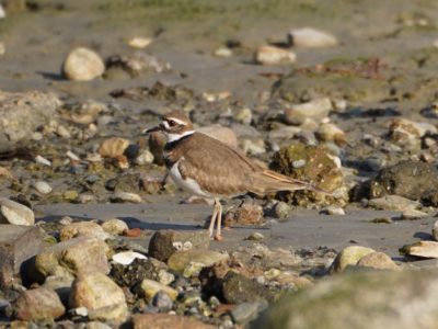 Killdeer