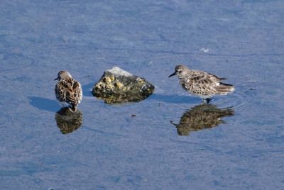 Least Sandpipers