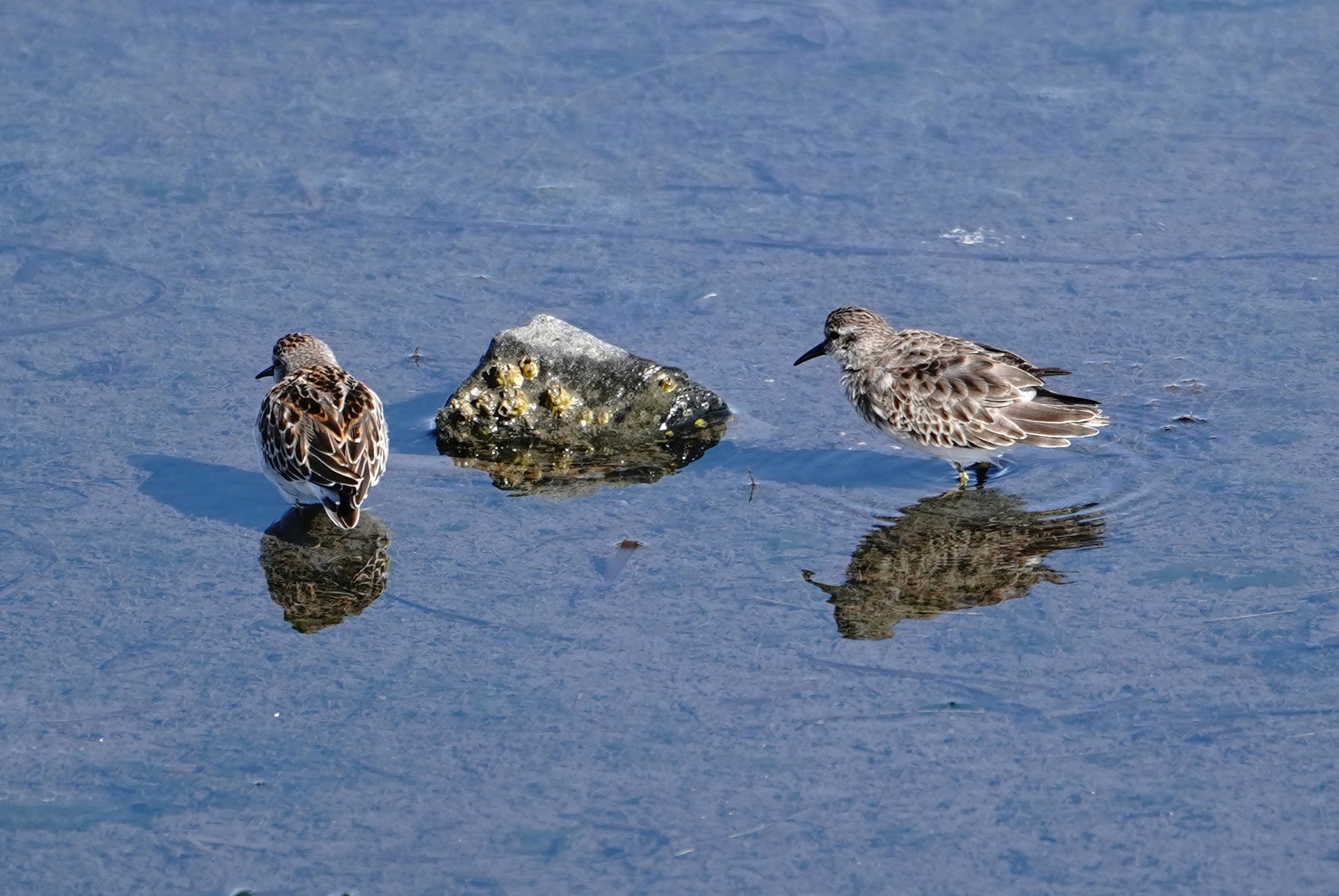 Least Sandpipers