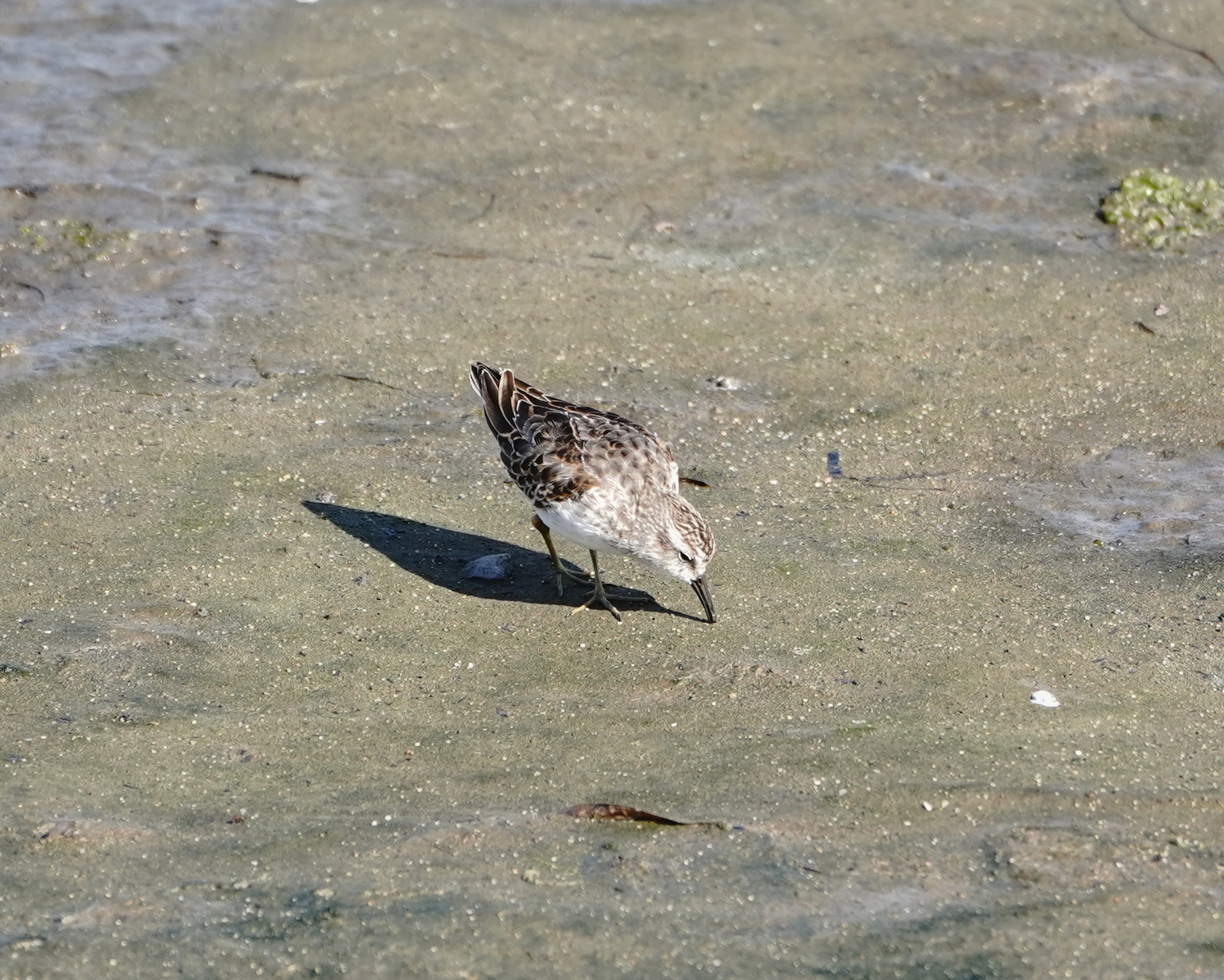 Western Sandpiper