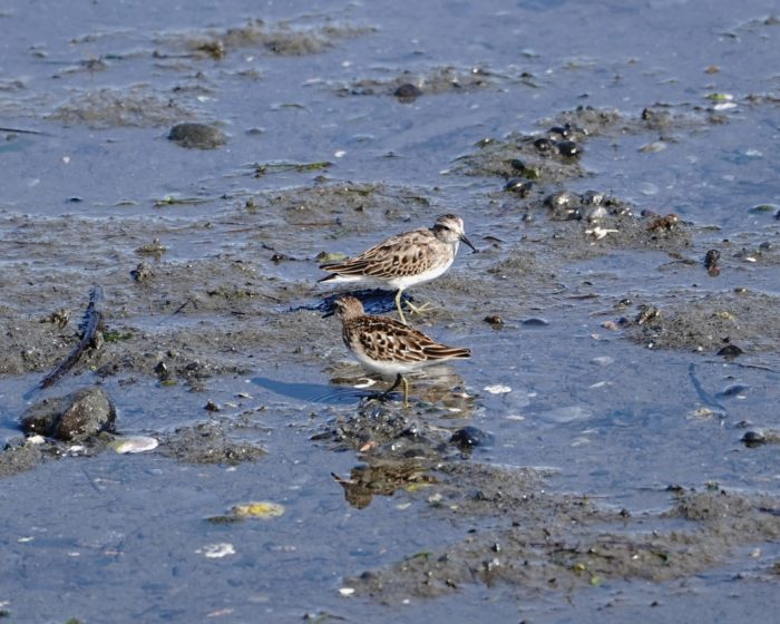 Least Sandpipers