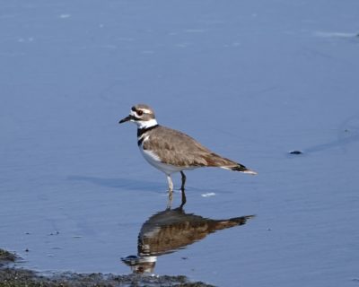 Killdeer