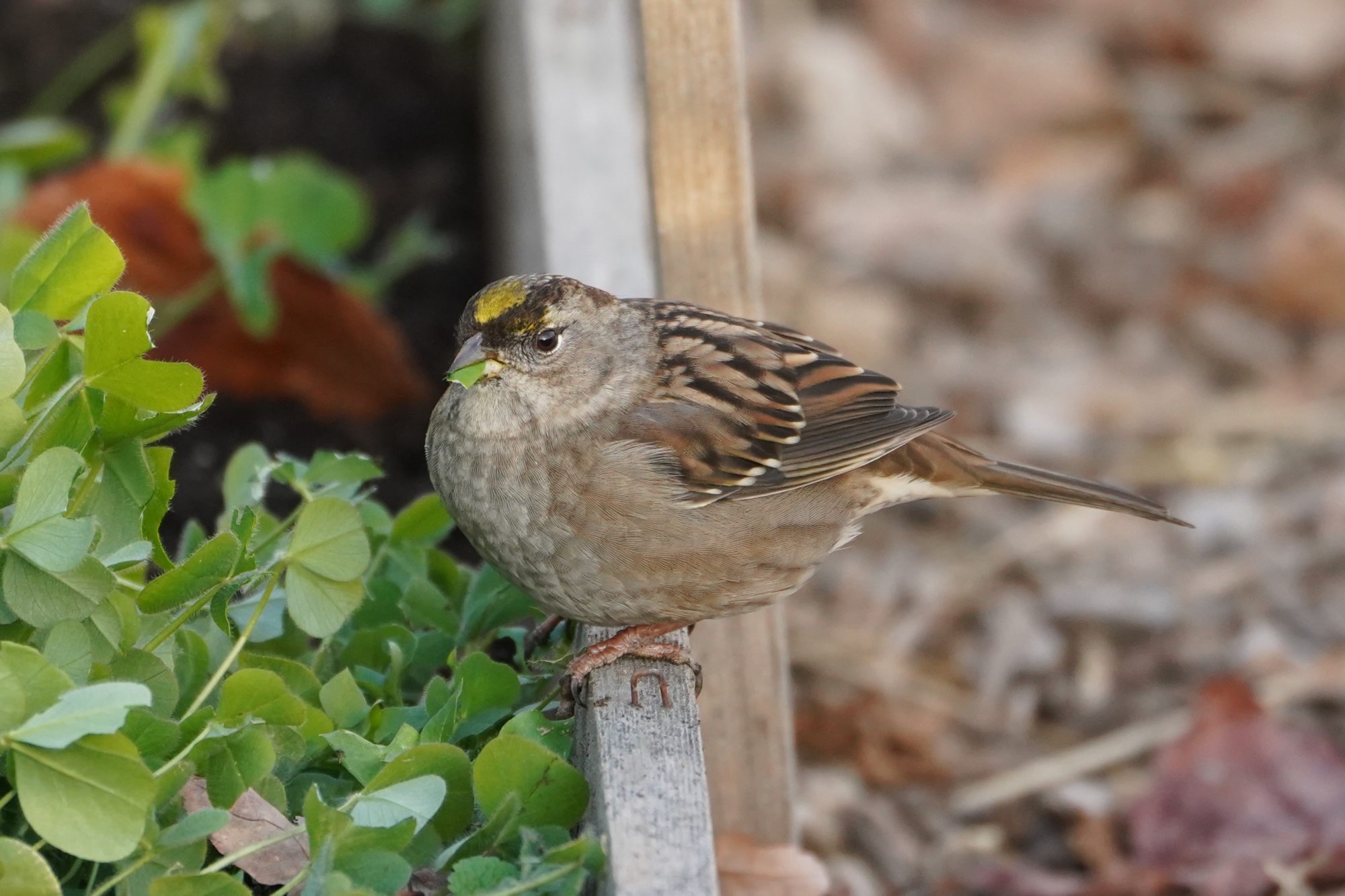 Golden-crowned Sparrow