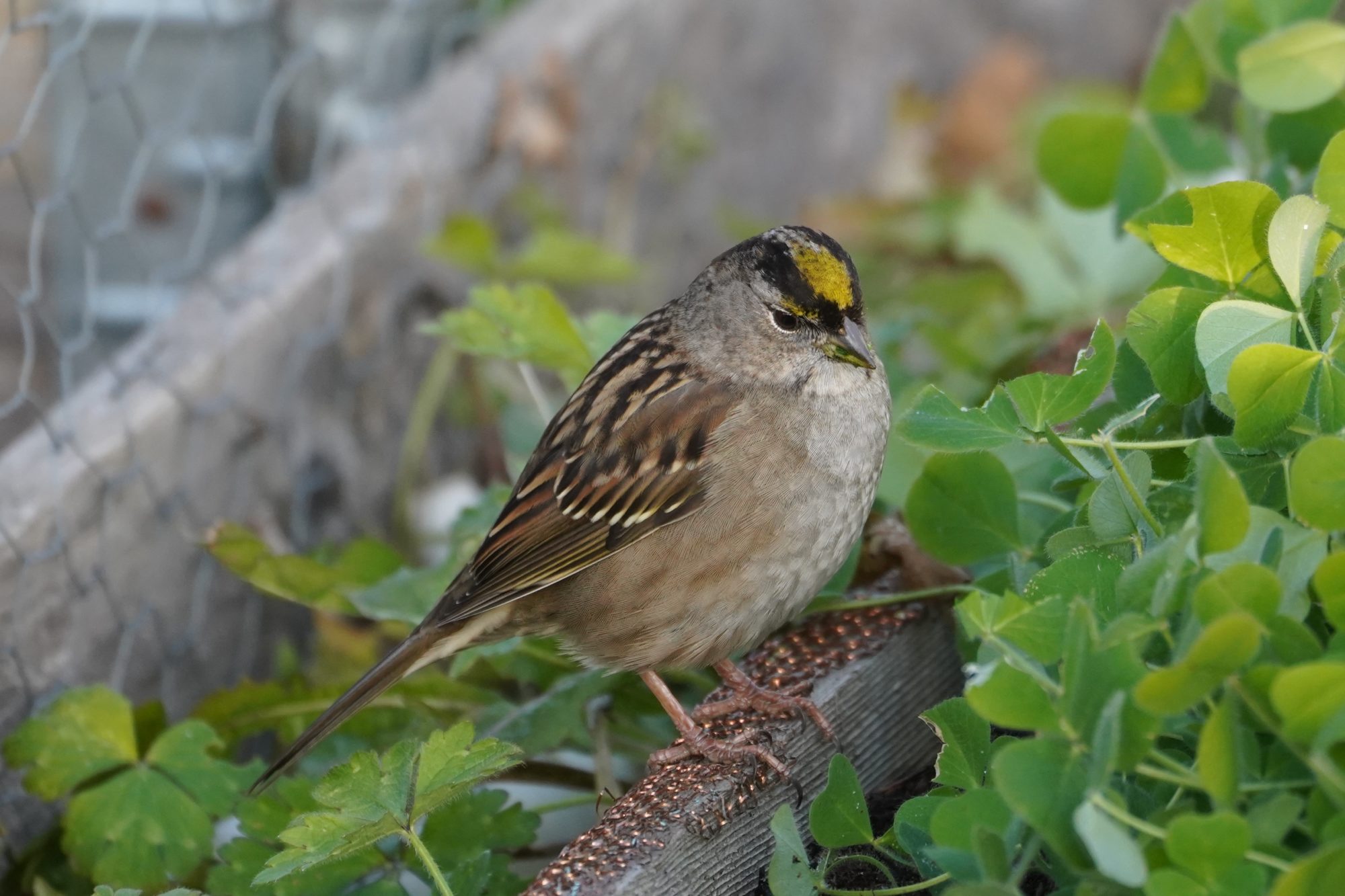 Golden-crowned Sparrow