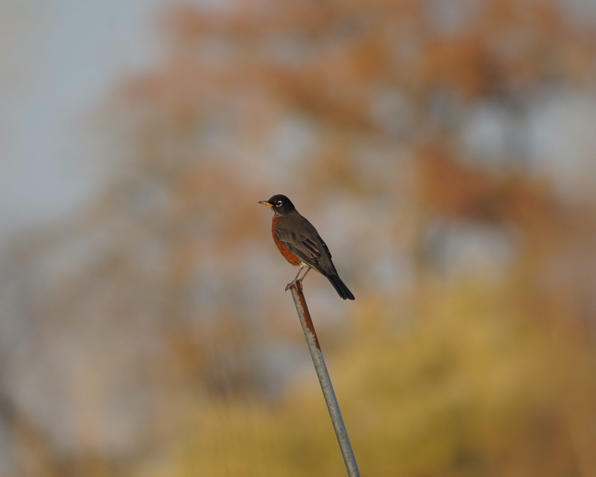 American Robin