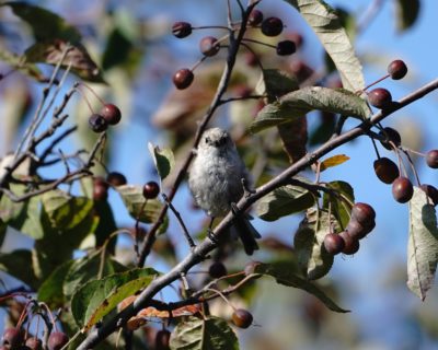 Bushtit