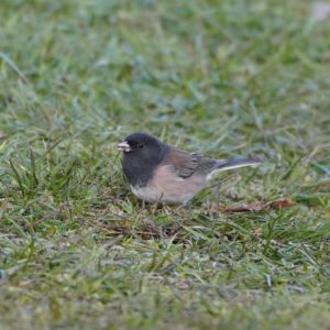 Dark-eyed Junco