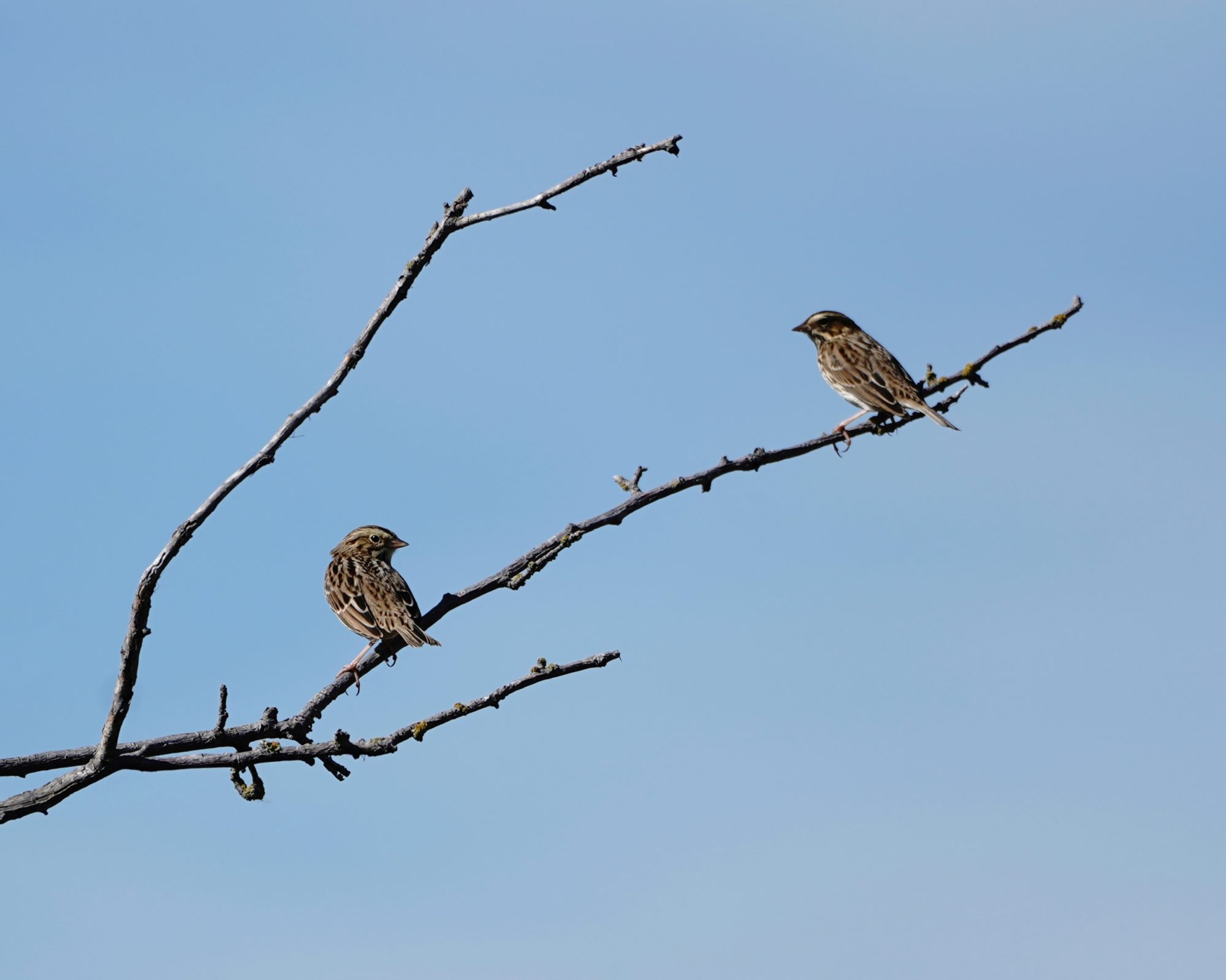 Two Savannah Sparrows