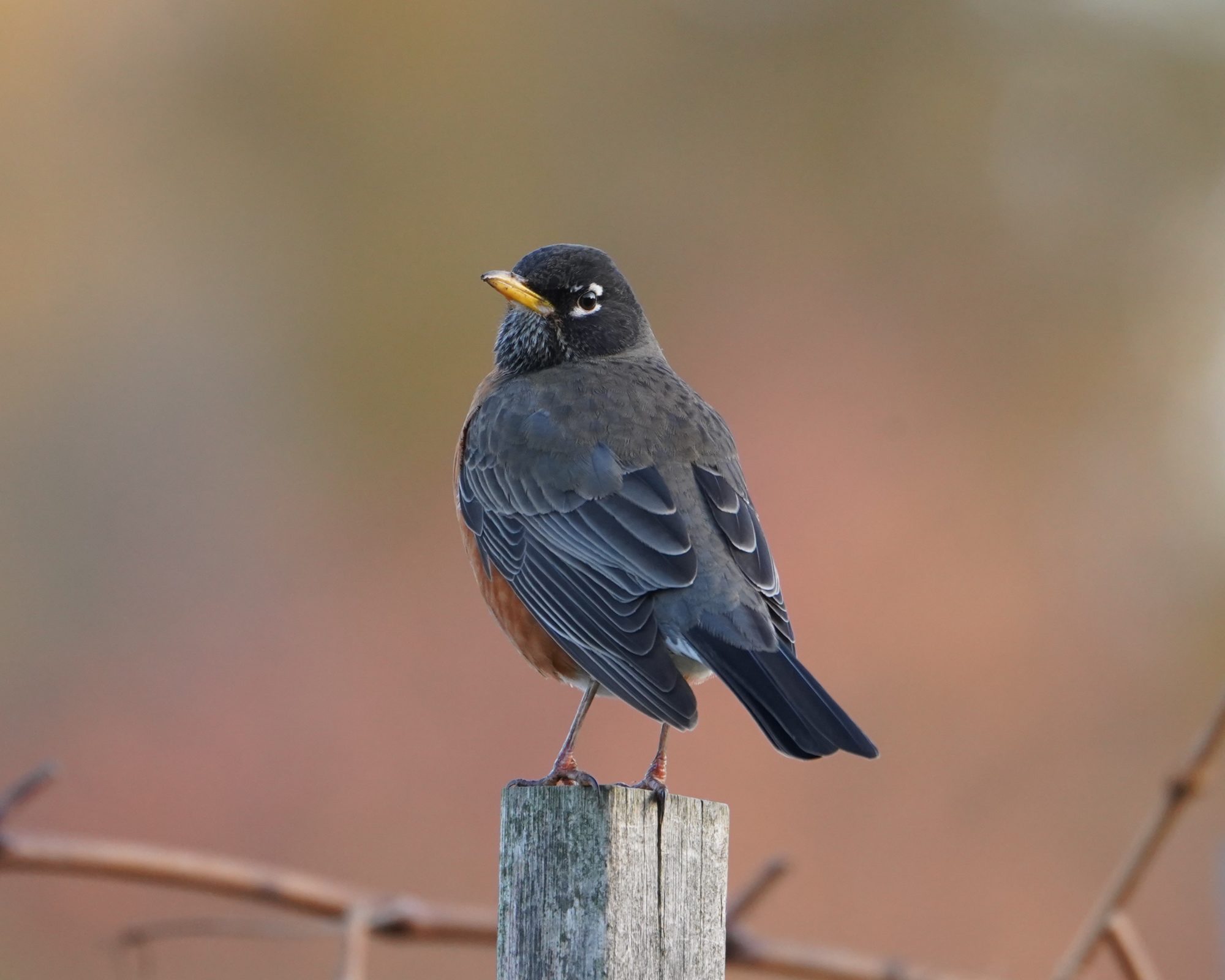 American Robin