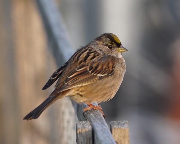 Golden-crowned Sparrow