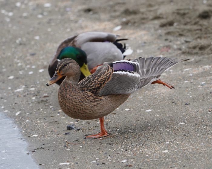 Mallard Duck