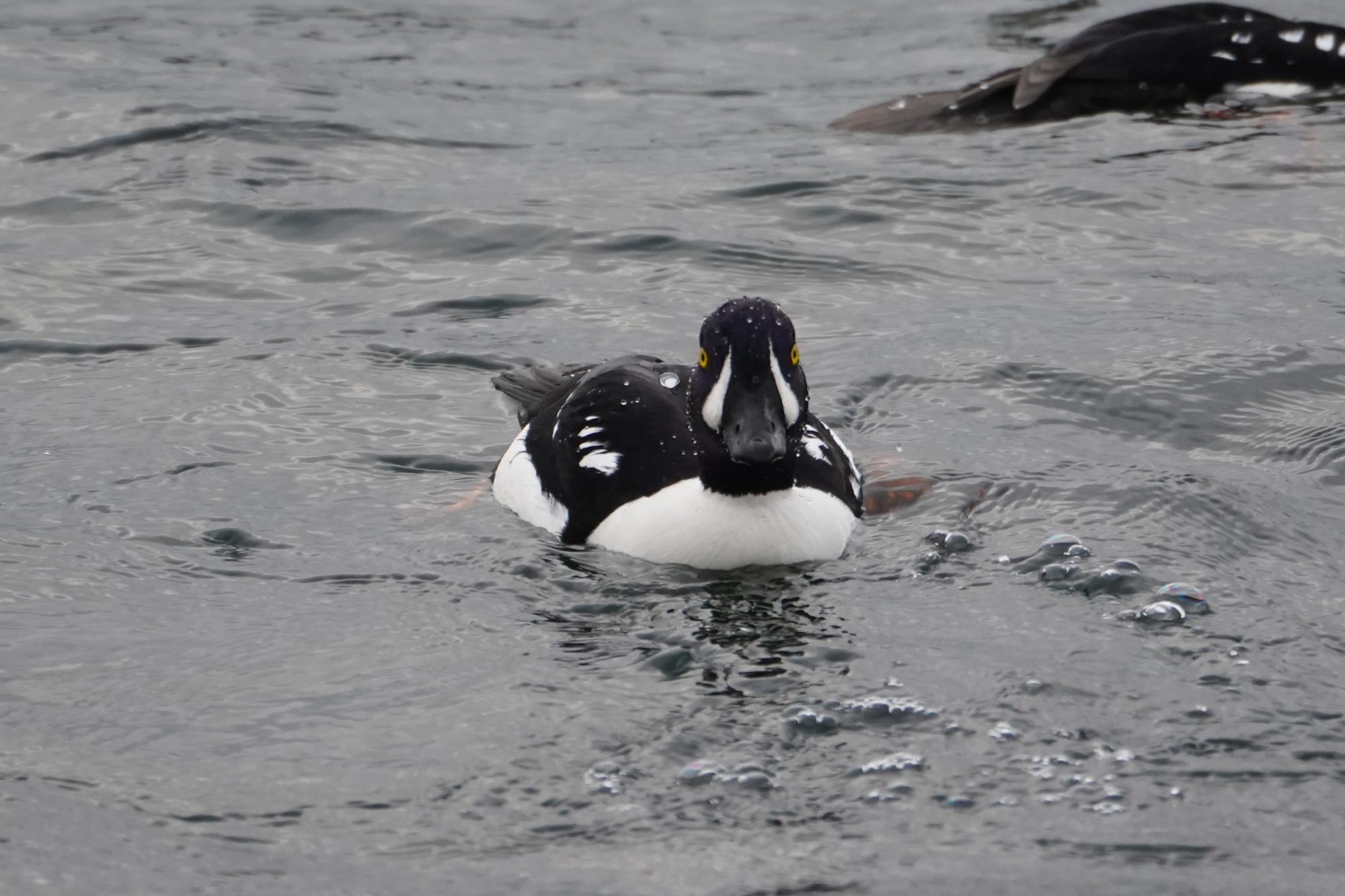 Barrow's Goldeneye