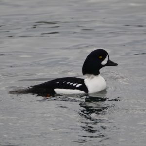 Barrow's Goldeneye