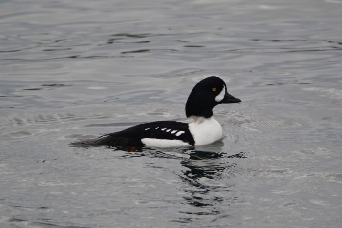 Barrow's Goldeneye