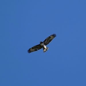 Red-tailed Hawk