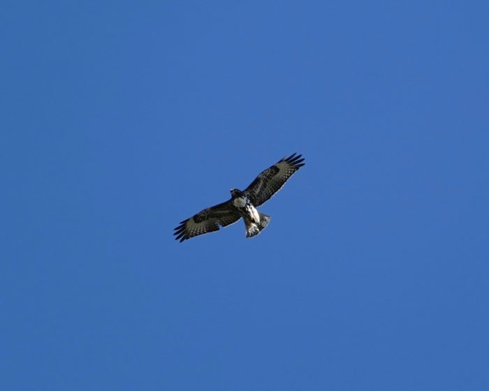 Red-tailed Hawk