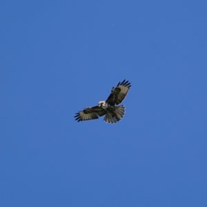 Red-tailed Hawk