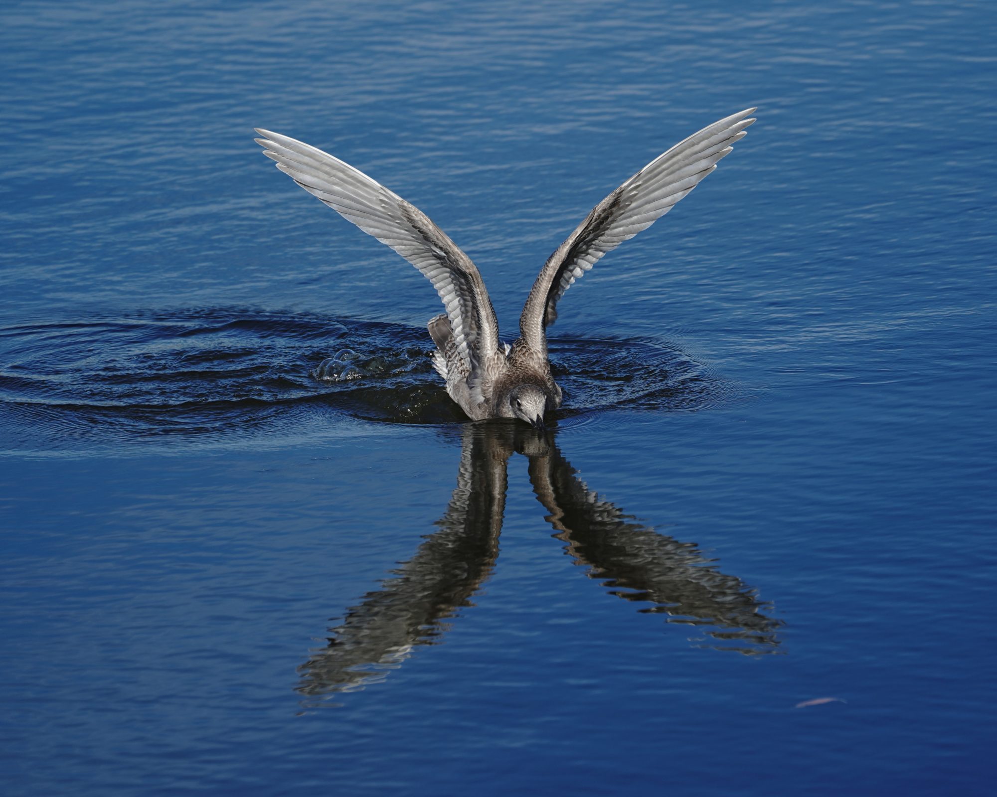 Glaucous-winged Gull