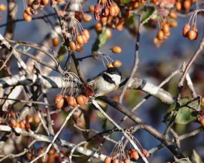 Black-capped Chickadee