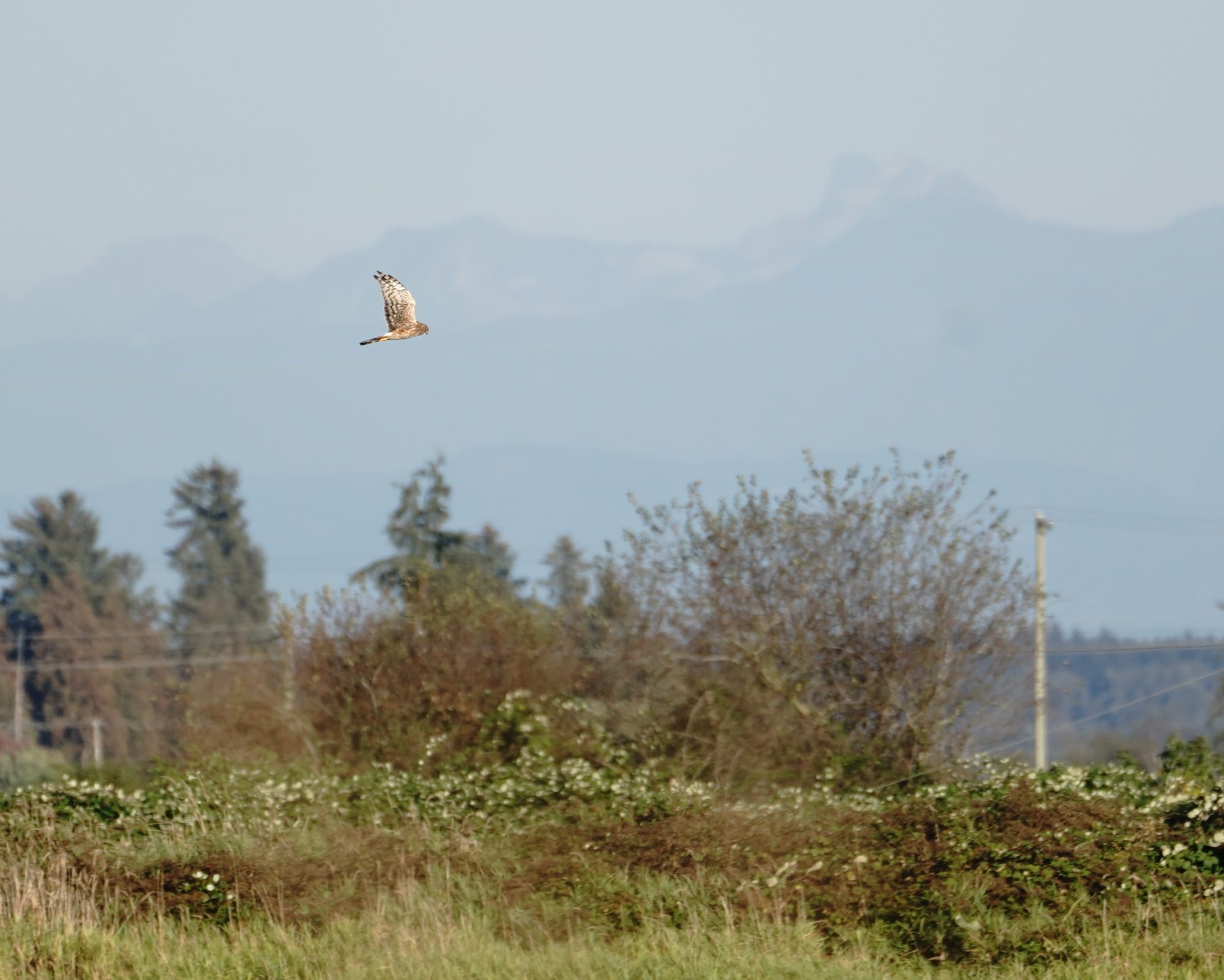 Northern Harrier