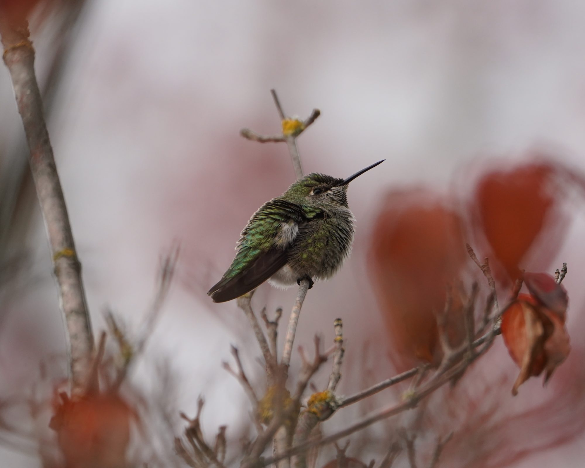 Anna's Hummingbird