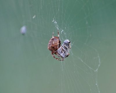 Orb weaver with prey