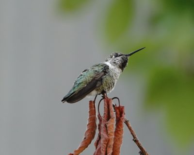 Anna's Hummingbird