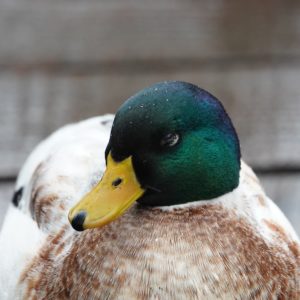 Mallard / domestic duck hybrid